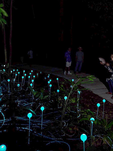 Visitors observing glowing lights in Dream Forest at night.