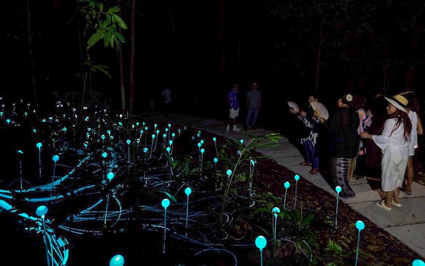 Visitors observing glowing lights in Dream Forest at night.