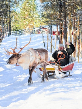Reindeer pulling sled through snowy forest in Tromso tour.