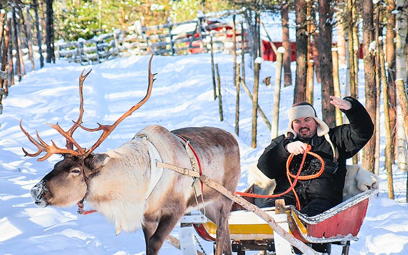 Reindeer pulling sled through snowy forest in Tromso tour.