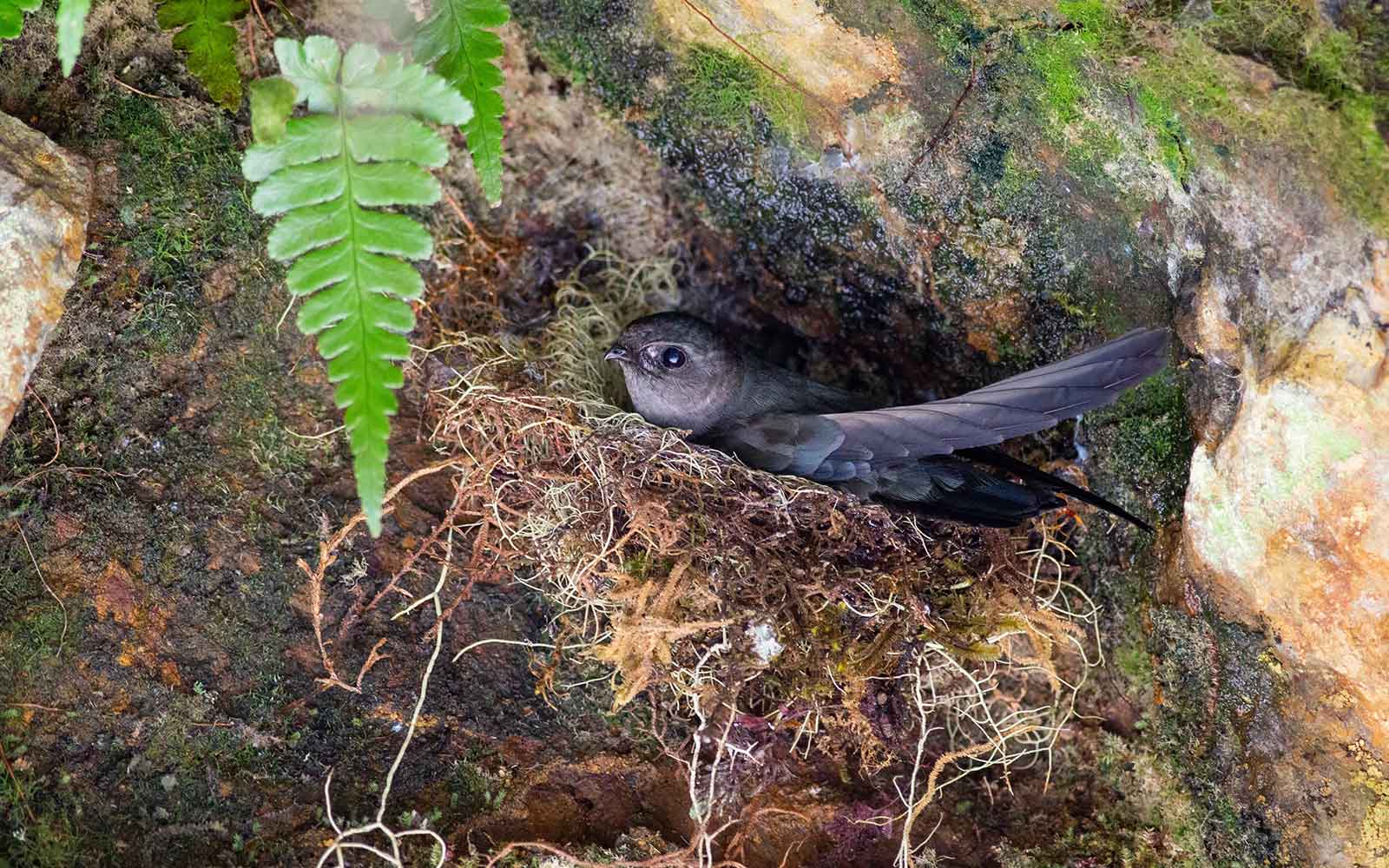 A close-up shot of a Plume-toed Swiftlet sitting on its nest in a cave