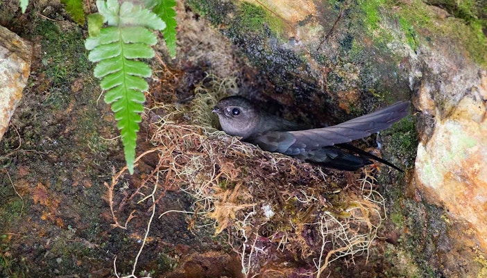 A close-up shot of a Plume-toed Swiftlet sitting on its nest in a cave