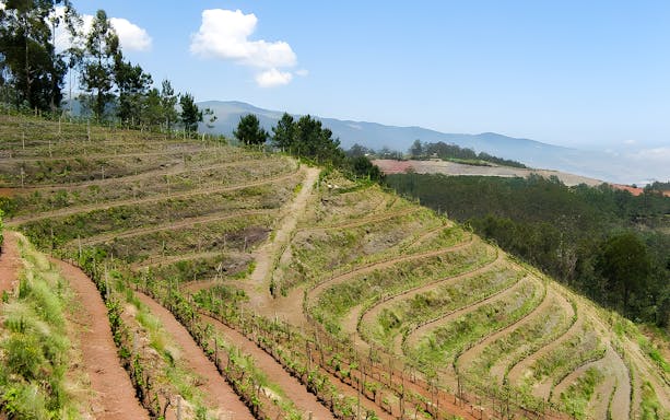 Terraced vineyard landscape under a clear sky, ideal for wine tasting tours.