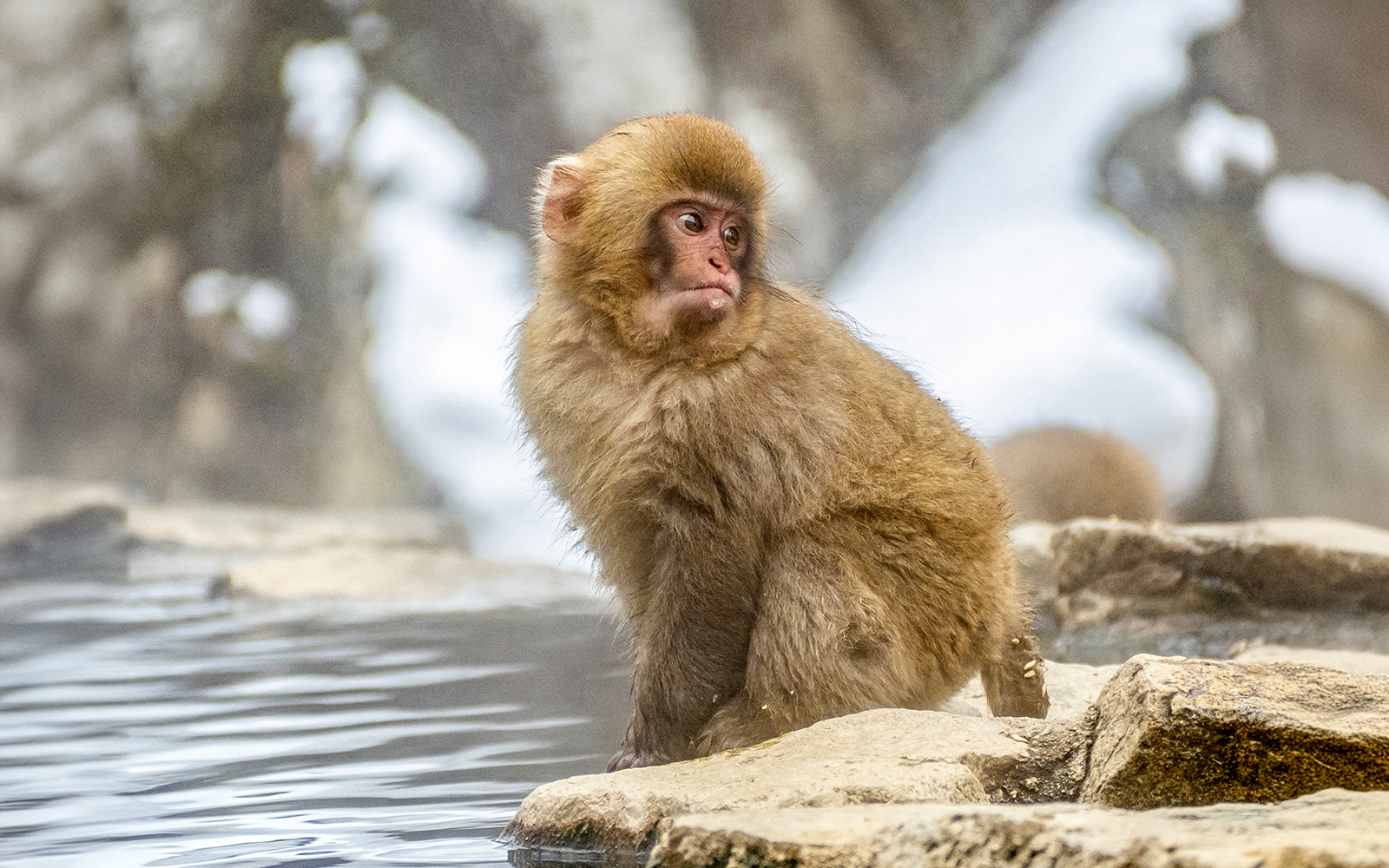 Snow monkey sitting by a hot spring in Nagano, Japan.