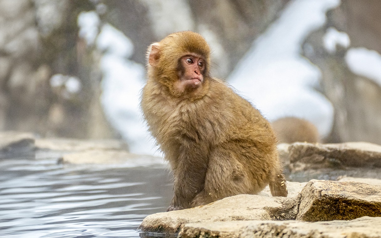 Snow monkey sitting by a hot spring in Nagano, Japan.