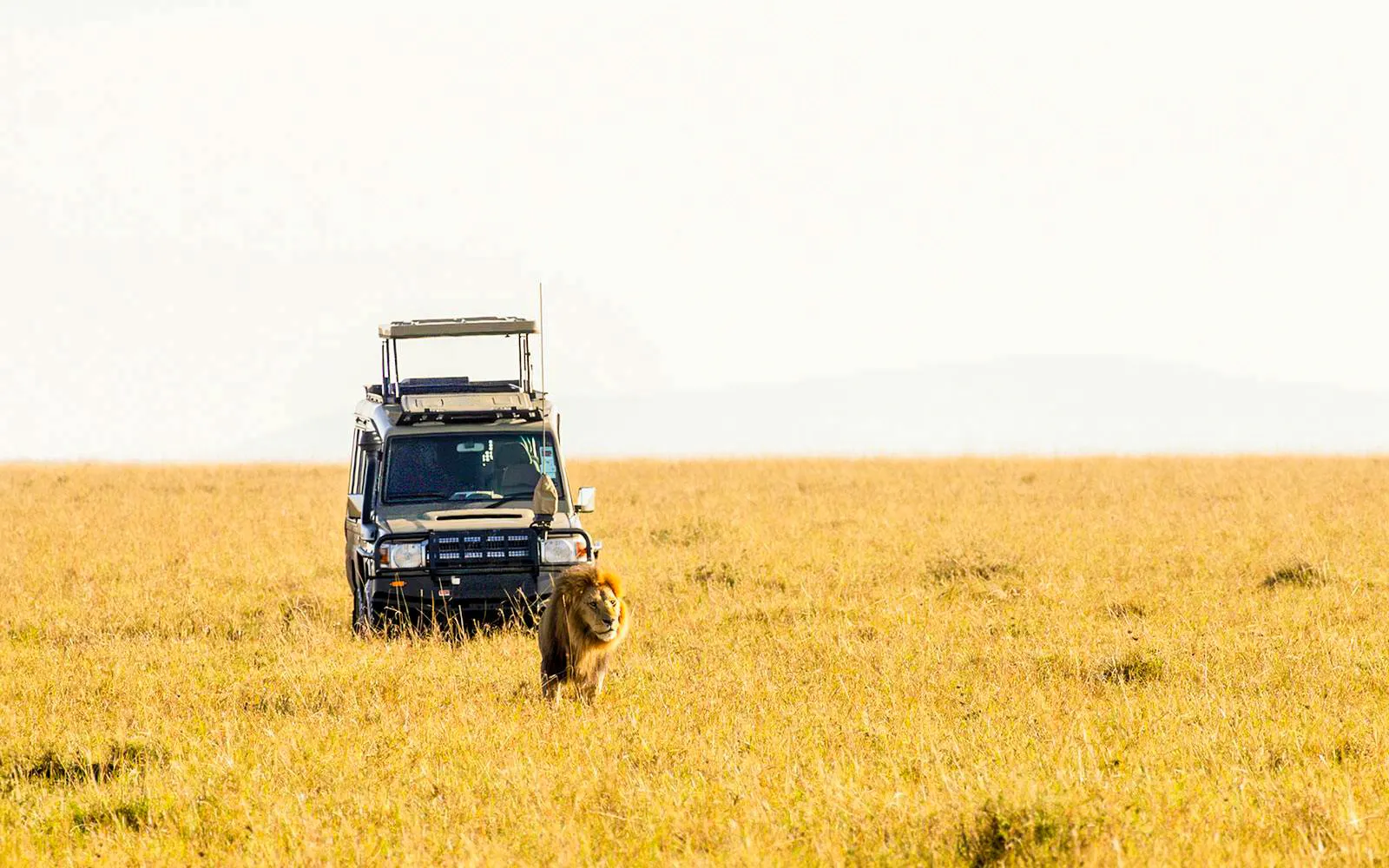 Safari por la tarde