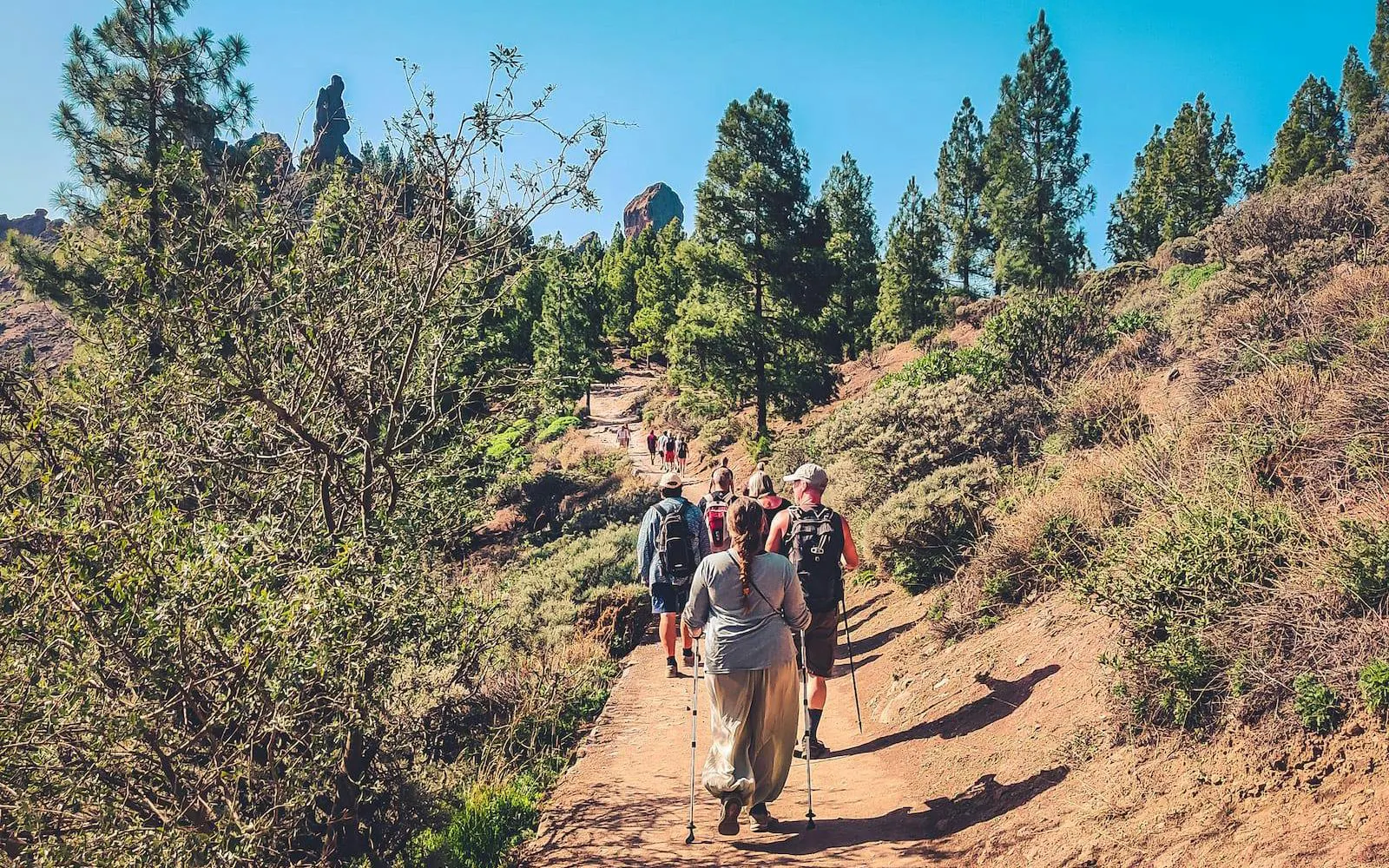 Hikers on a trail in Gran Canaria with volcanic landscape and pine trees.