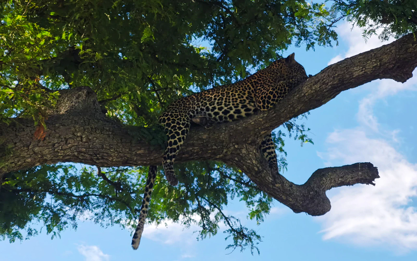 From Dar es Salaam: Mikumi National Park Safari Day Trip by SGR Train Image 2