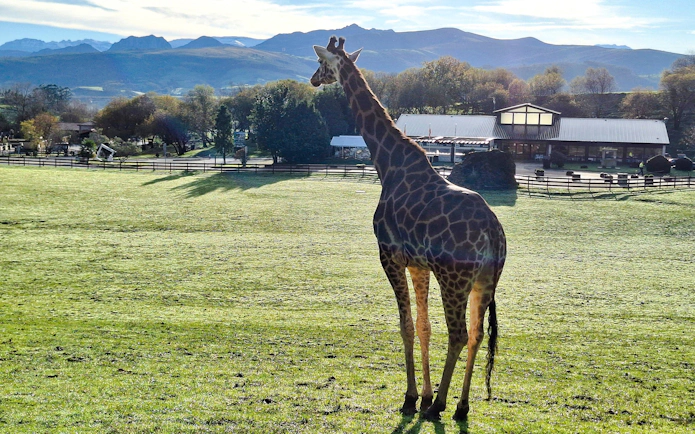 Giraffe standing in a grassy field at Cabárceno Nature Park with mountains in the background.