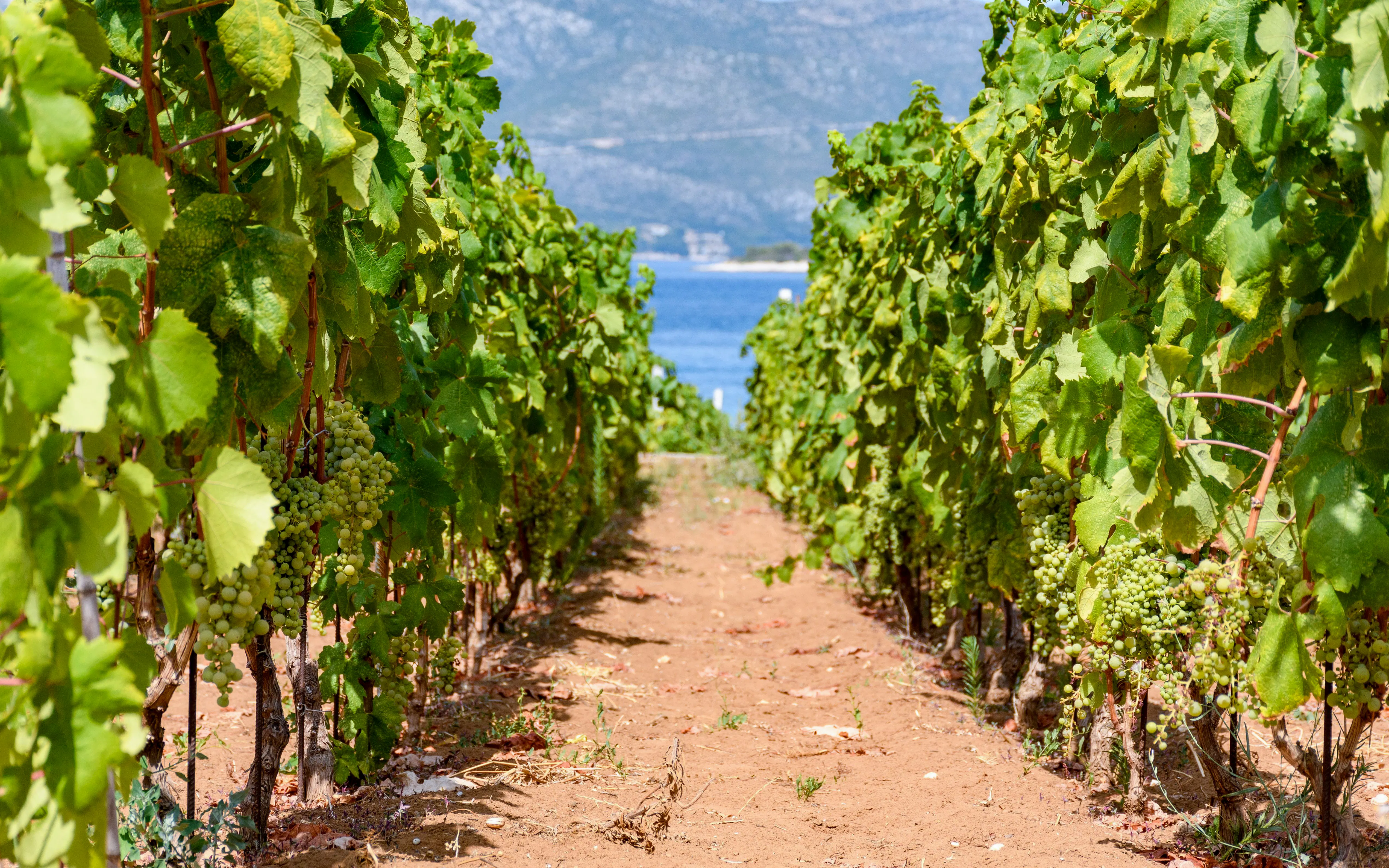 Vineyard on red soil with grapevines near the coast of Korcula, Croatia.