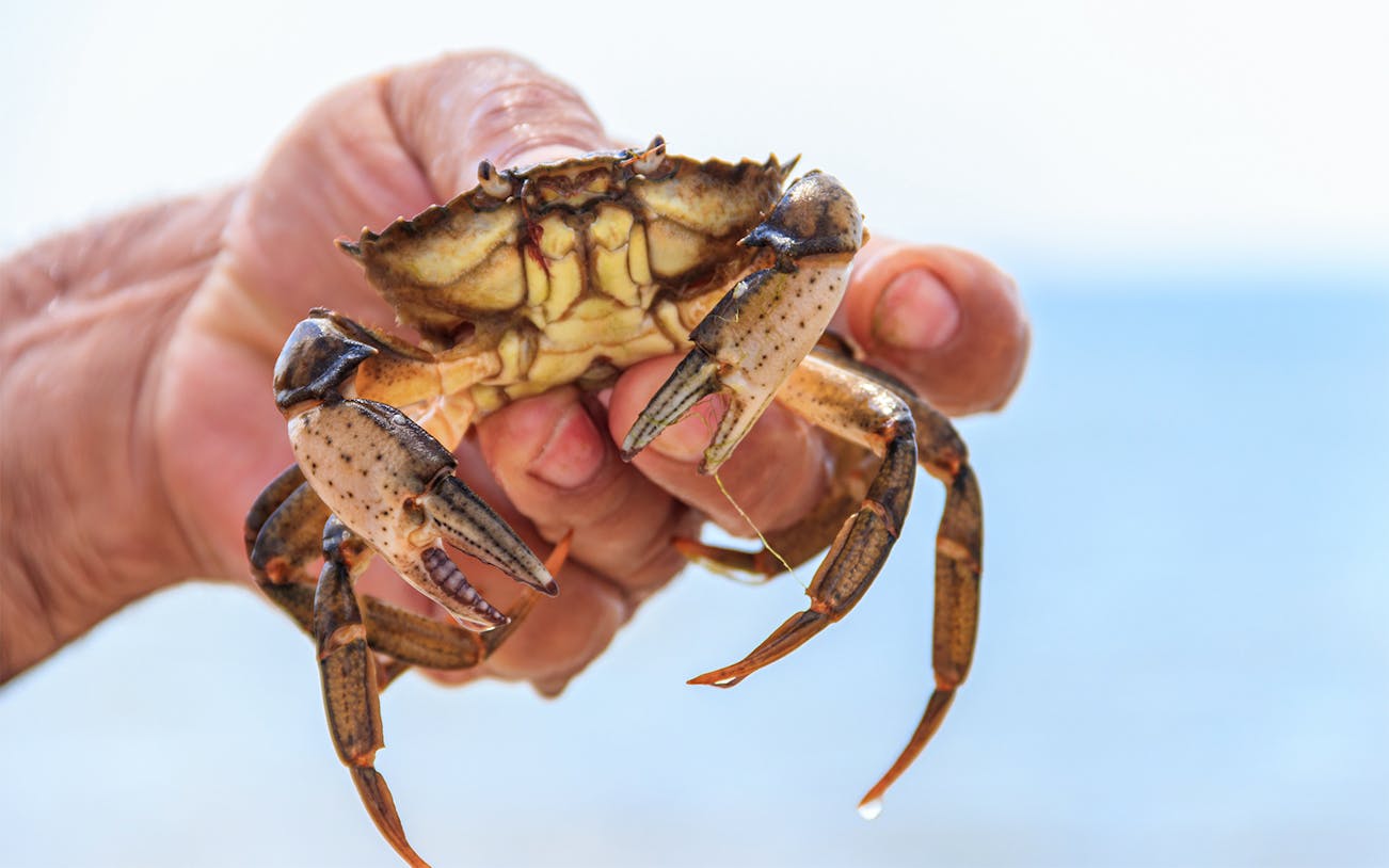 Hand holding a crab during a crab hunting tour by the sea.