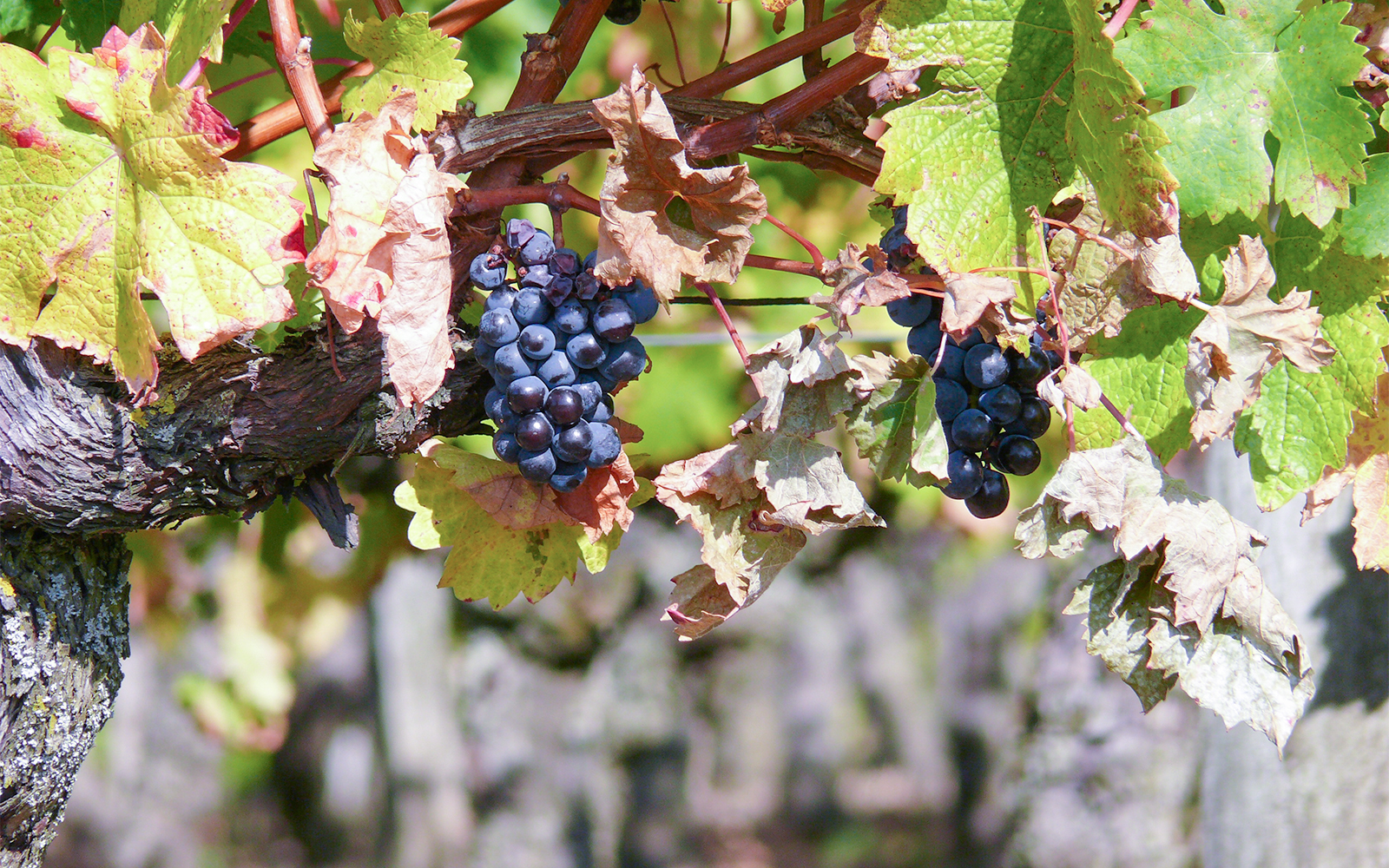 Loire Valley Wineries