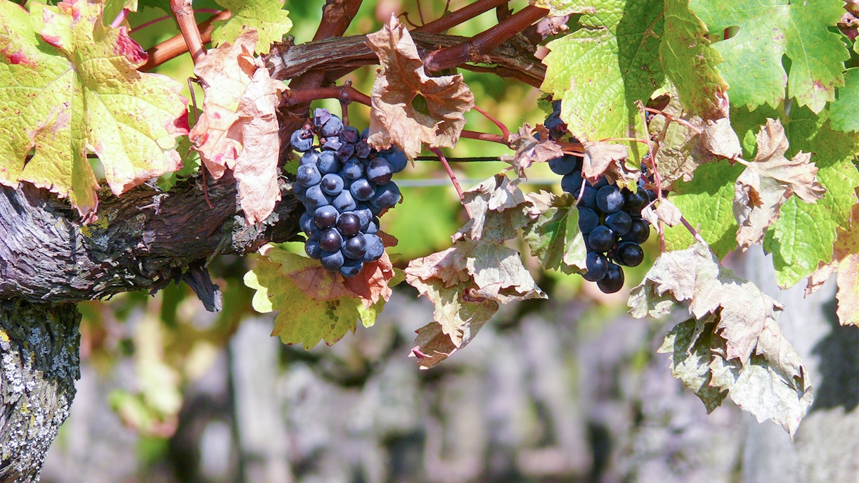 Loire Valley Wineries