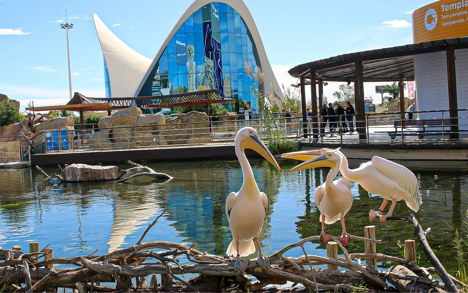 Diverse marine life in Oceanografic Valencia's underwater tunnel exhibit.