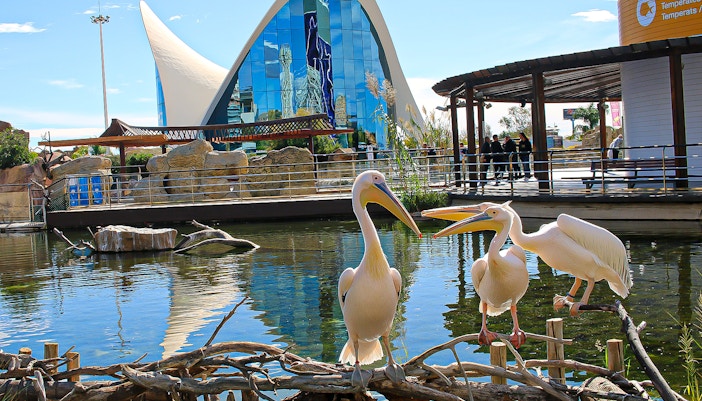 Diverse marine life in Oceanografic Valencia's underwater tunnel exhibit.