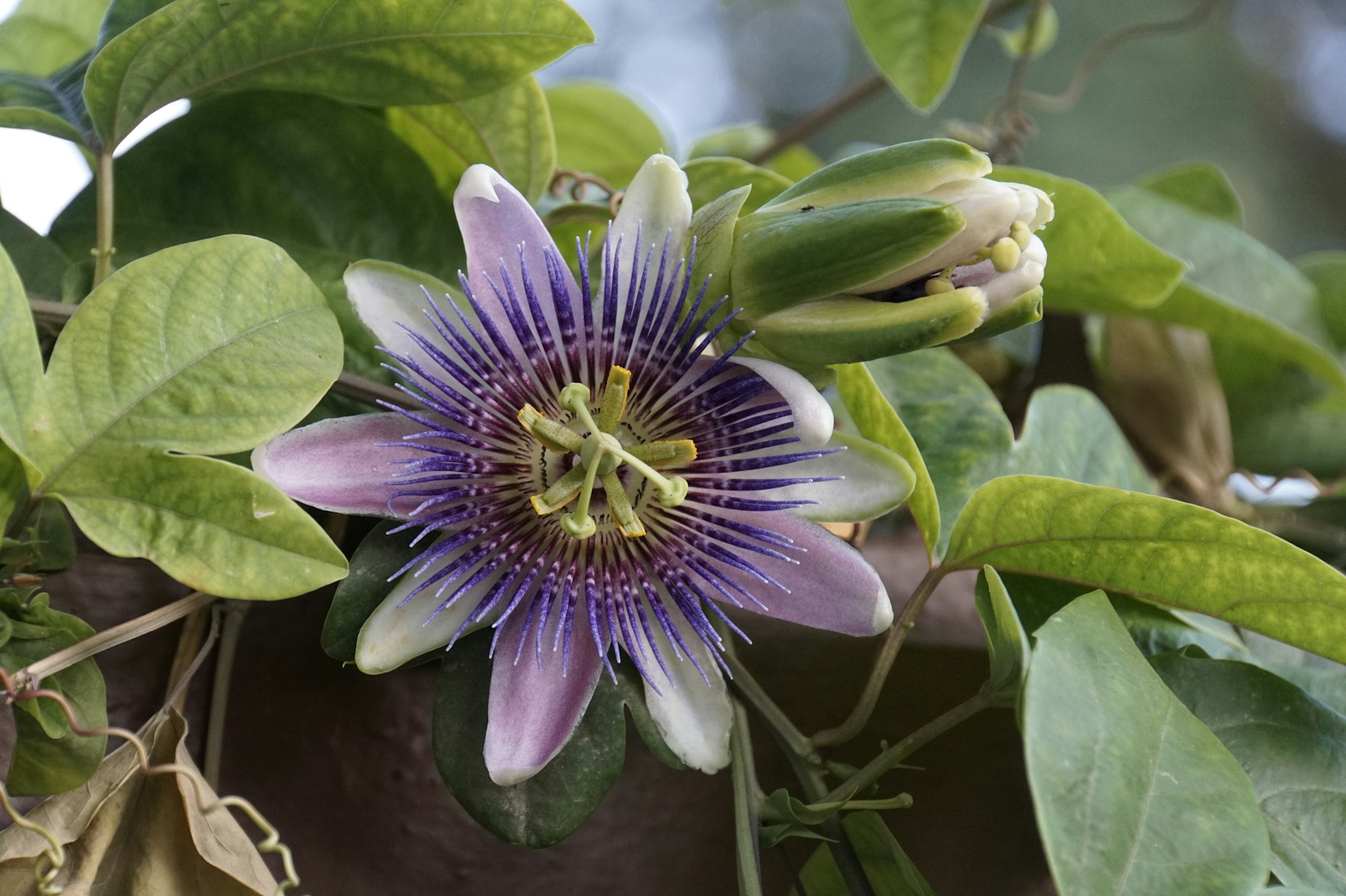 passiflora caerulea passion flower