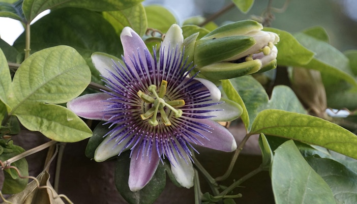 passiflora caerulea passion flower