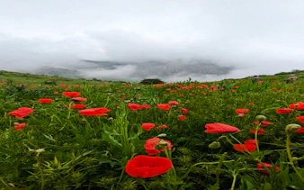from samarkand: private urgut mountain village and tulip fields day trip-3