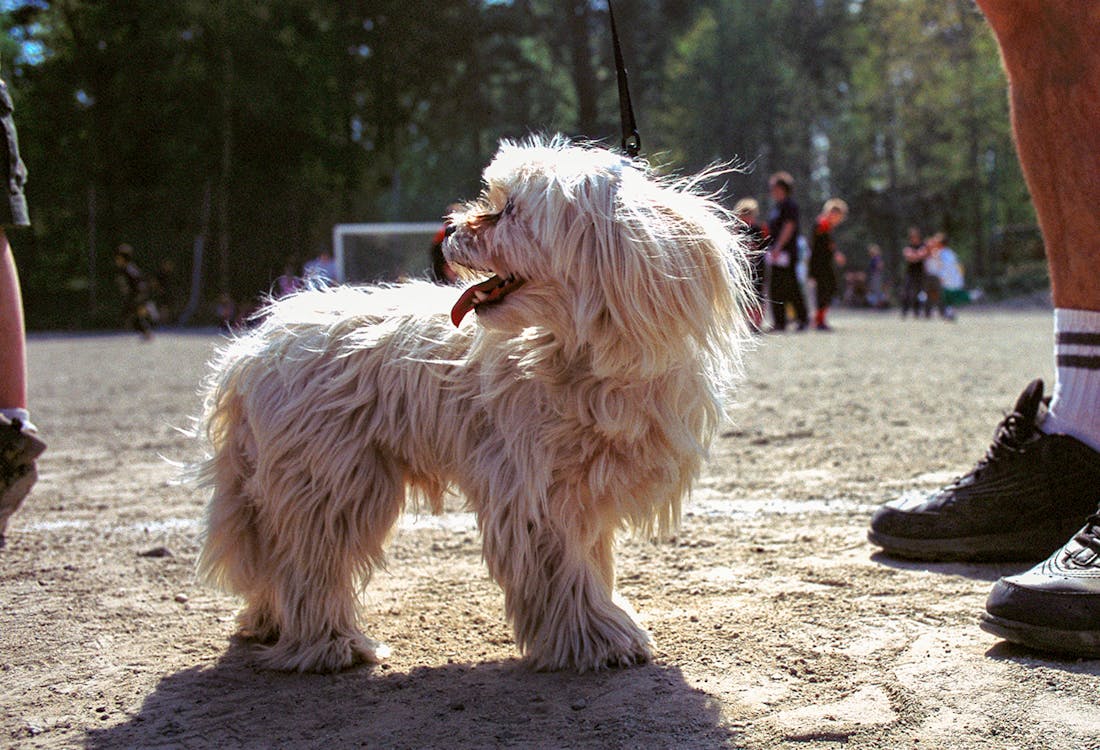 Dog in stockholm Skansen