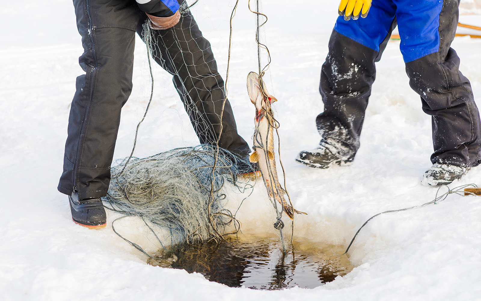Two people retrieving fish from ice fishing hole with net on snowy lake.
