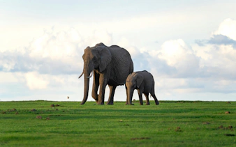 Baby elephant with mother in Ol Pejeta Conservancy, Nairobi, Kenya.