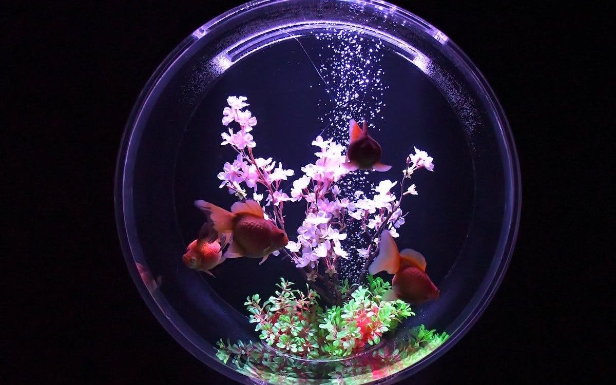Goldfish swimming in a spherical aquarium with cherry blossom decor at Art Aquarium Museum GINZA.