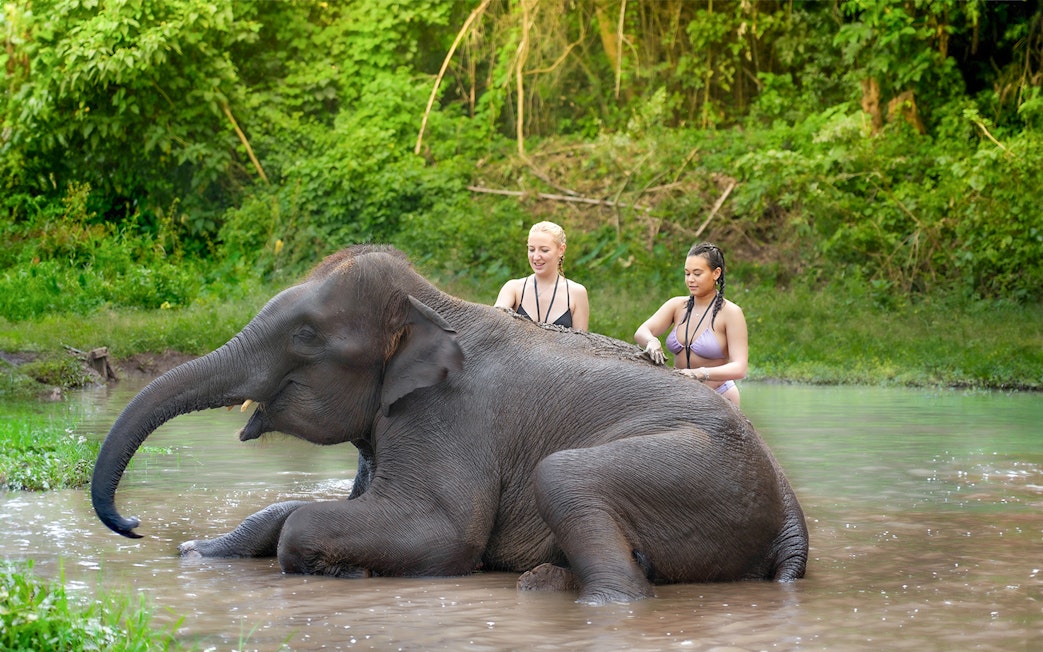 Bathing with elephants in a river, Chiang Mai.