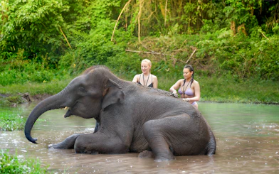 Bathing with elephants in a river, Chiang Mai.