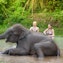 Elephant ethology