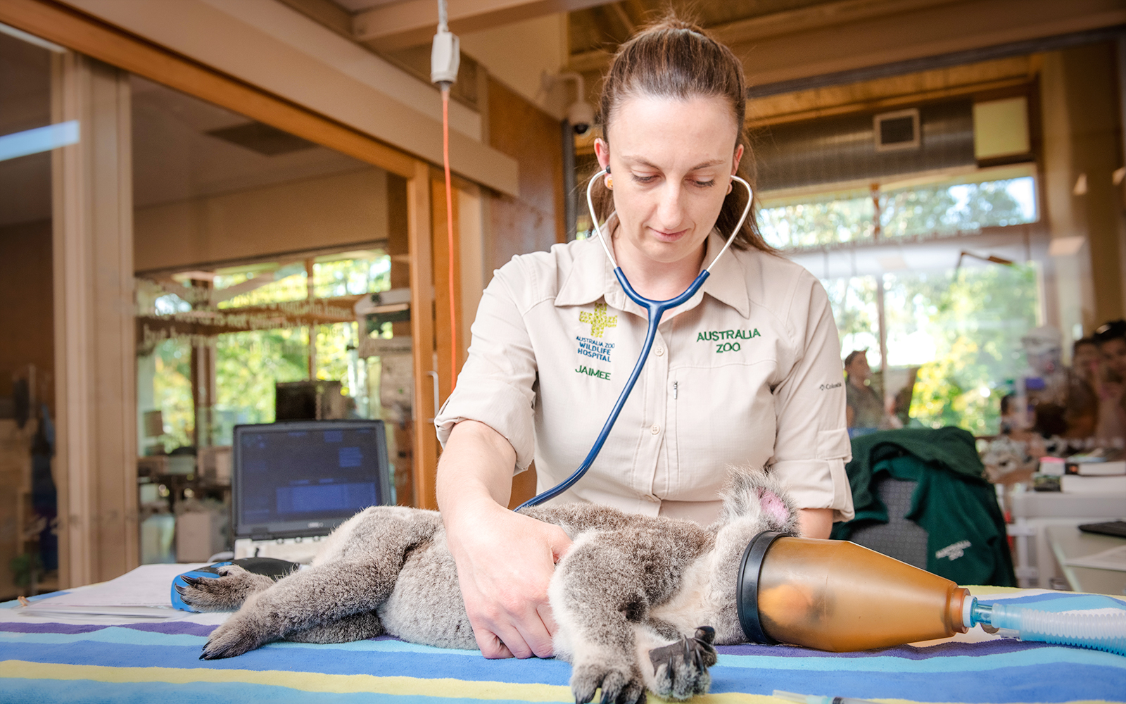 Zoo caretaker examining a koala at Australia Zoo.