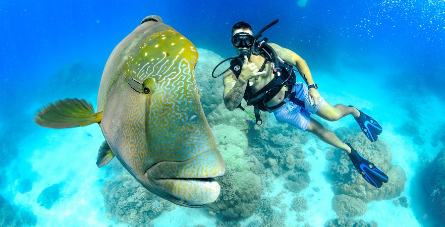 Snorkeler with a large fish at Great Barrier Reef during full day cruise.