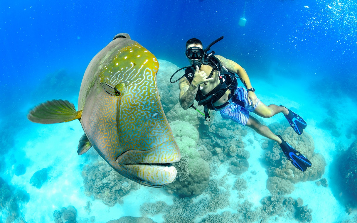 Snorkeler with a large fish at Great Barrier Reef during full day cruise.