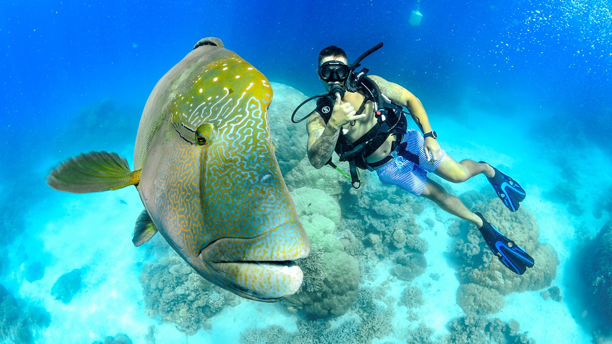Snorkeler with a large fish at Great Barrier Reef during full day cruise.