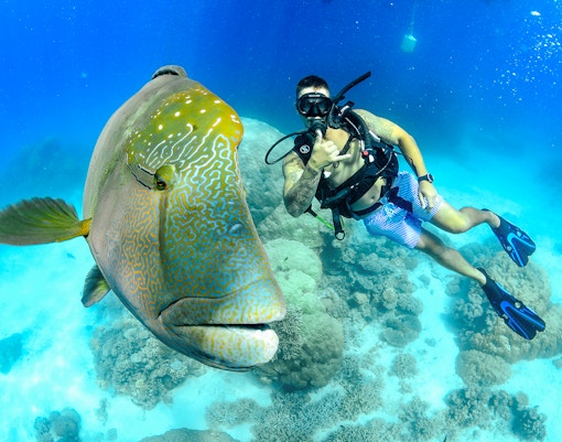 Snorkeler with a large fish at Great Barrier Reef during full day cruise.
