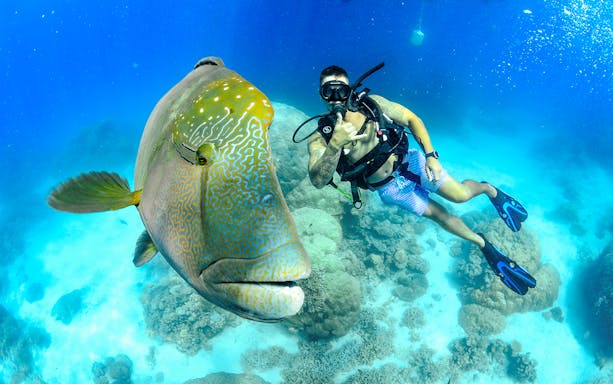 Snorkeler with a large fish at Great Barrier Reef during full day cruise.