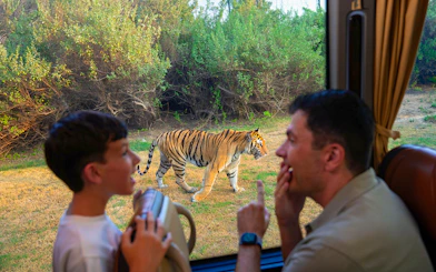 Visitors observing a tiger from a safari vehicle at Dubai Safari Park.