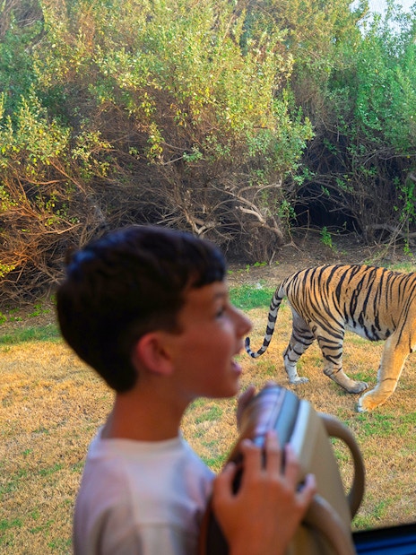 Visitors observing a tiger from a safari vehicle at Dubai Safari Park.