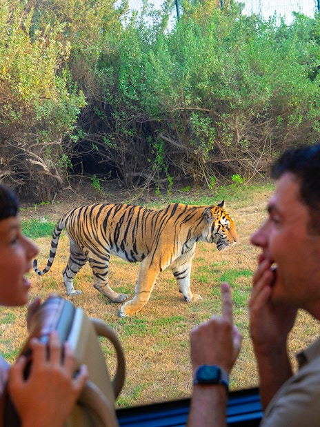 Visitors observing a tiger from a safari vehicle at Dubai Safari Park.