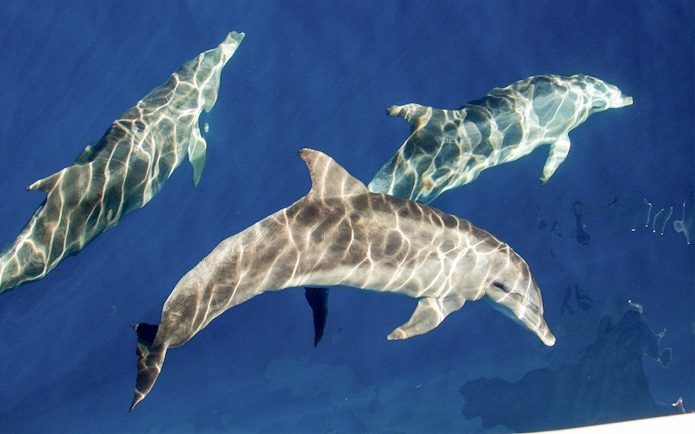 Group of dolphins swimming underwater in clear blue ocean.