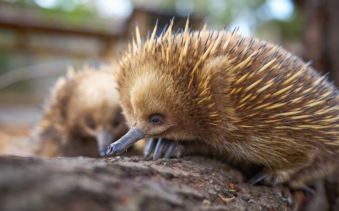 Echidnas at Bonorong Wildlife Sanctuary during feeding frenzy tour.