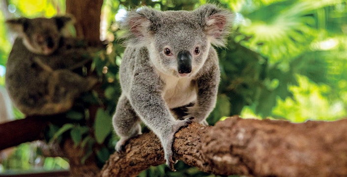 Kuranda Koala Gardens