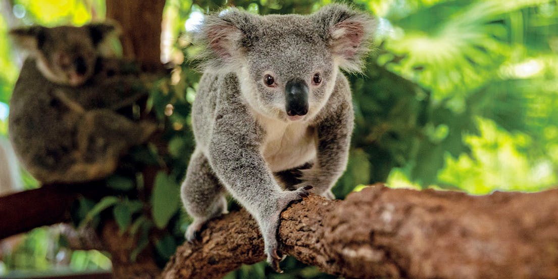 Kuranda Koala Gardens