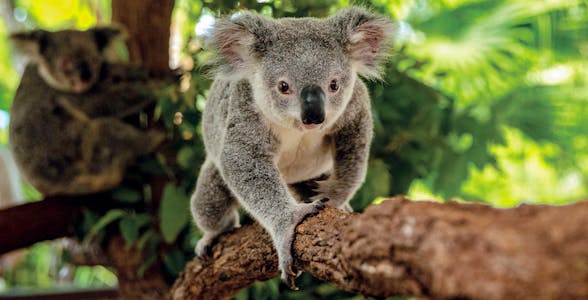 Jardines del Koala de Kuranda