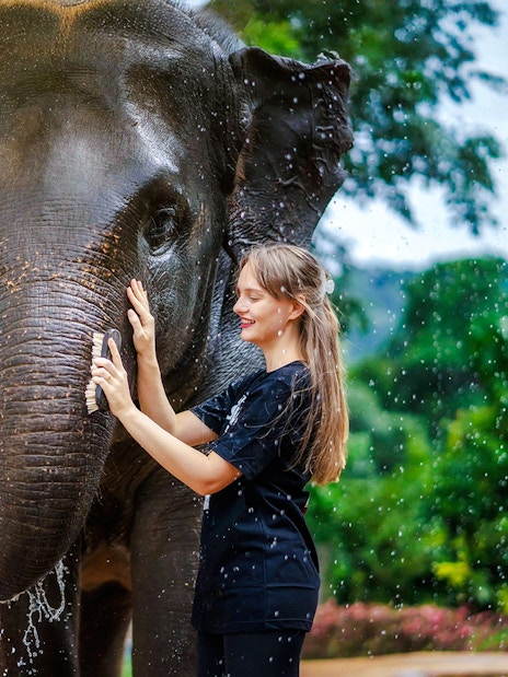 Women washing an elephant at Elephant Jungle Sanctuary, Phuket, Thailand.