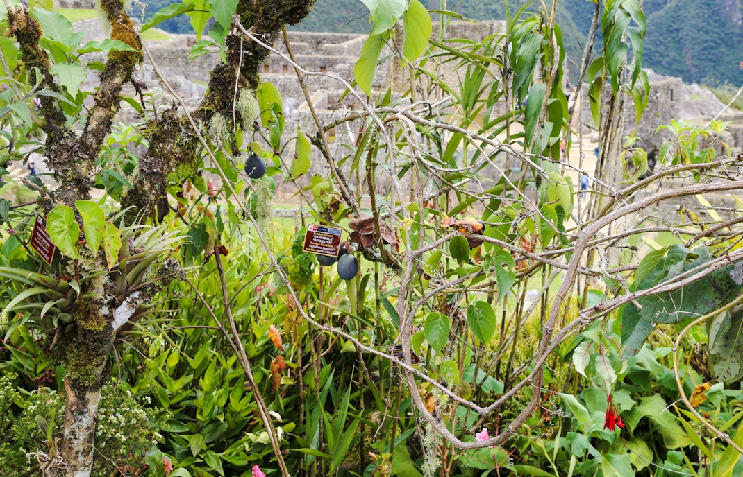 Botanical garden plants with Machu Picchu ruins in the background.