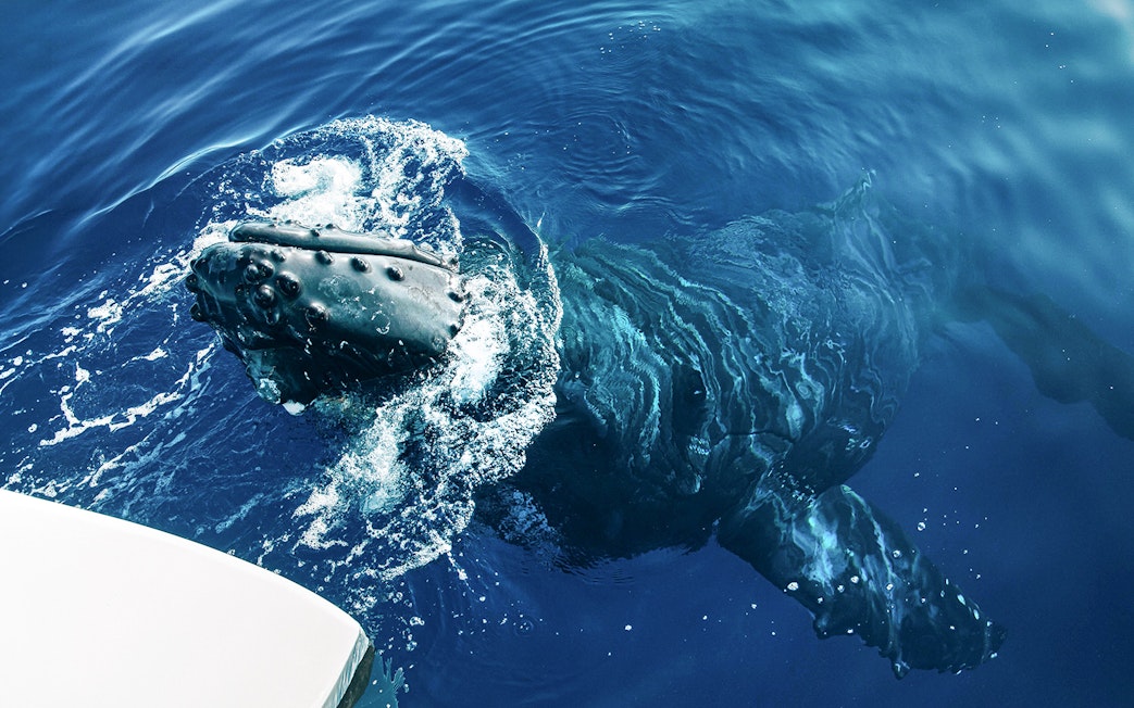 Whale surfacing near boat during Luxury West Snorkel Sail Tour in Maui, Hawaii.