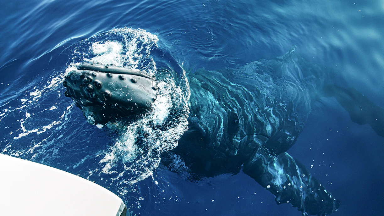 Whales spotted during Luxury West Snorkel Sail Tour in Maui, Hawaii
