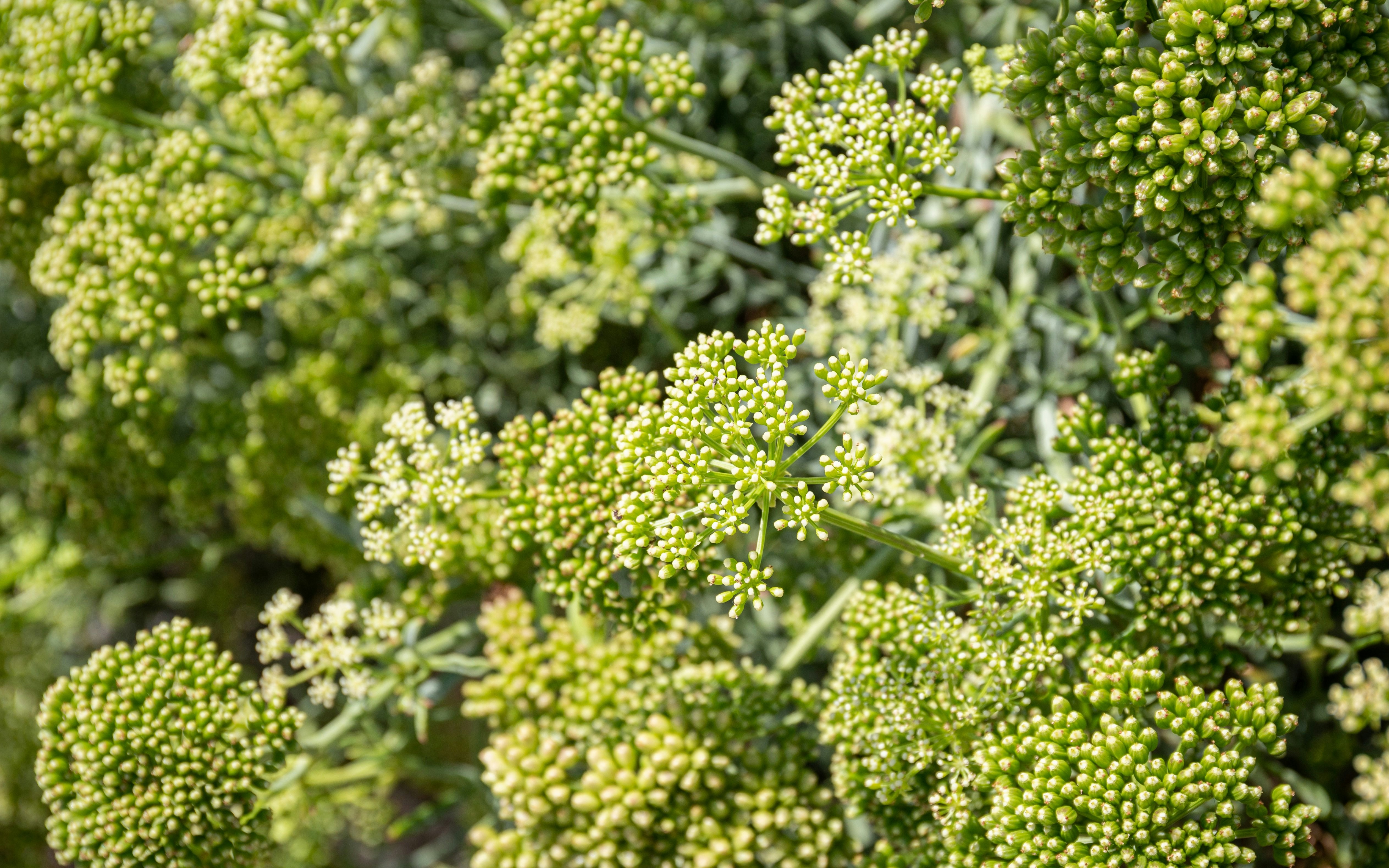 Fennel plants with green flower clusters in a garden setting.