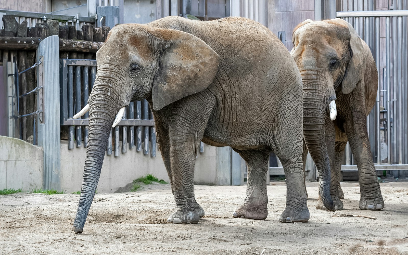 African Bush elephant