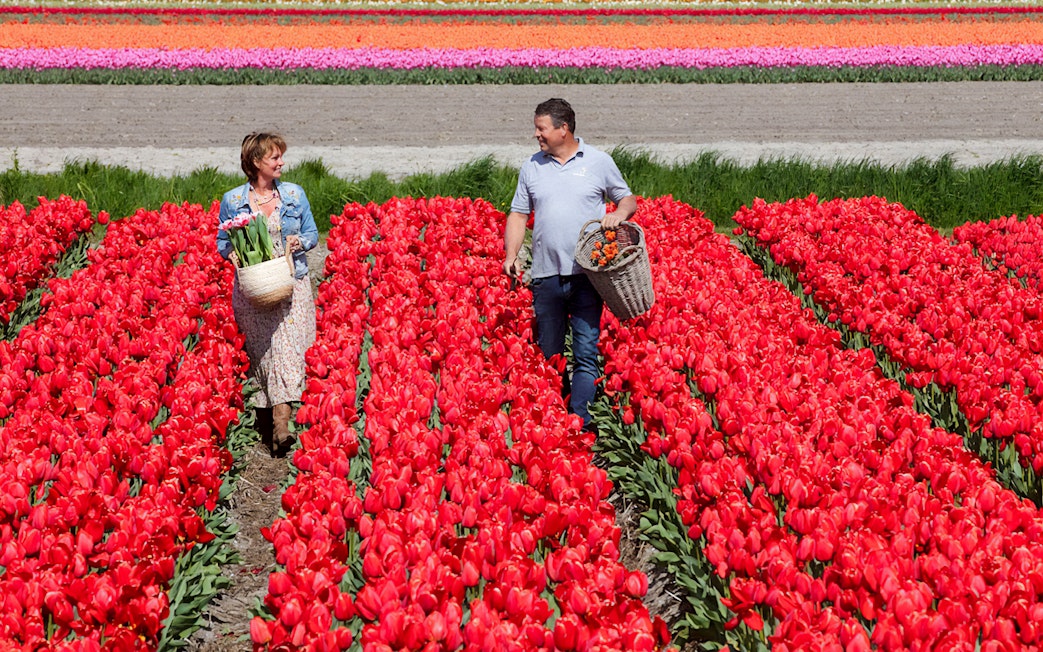 Couple walking through vibrant tulip fields at Keukenhof, Netherlands, carrying baskets of flowers.